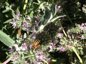 Salvia Leucophylla is a nice plant for bees