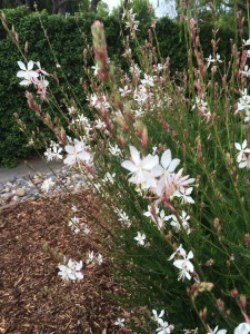 Gaura 