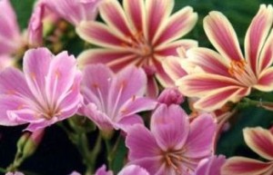 Lewisia Cotyledon Sunset Strain