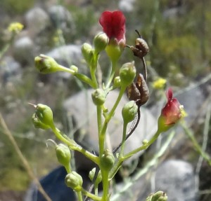 scrophulariacalifornica